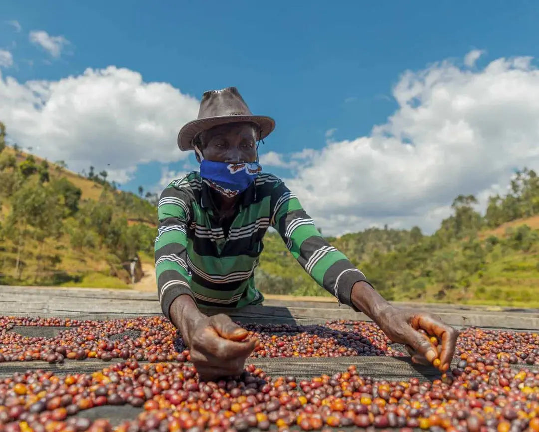 Rwana natural coffee processing