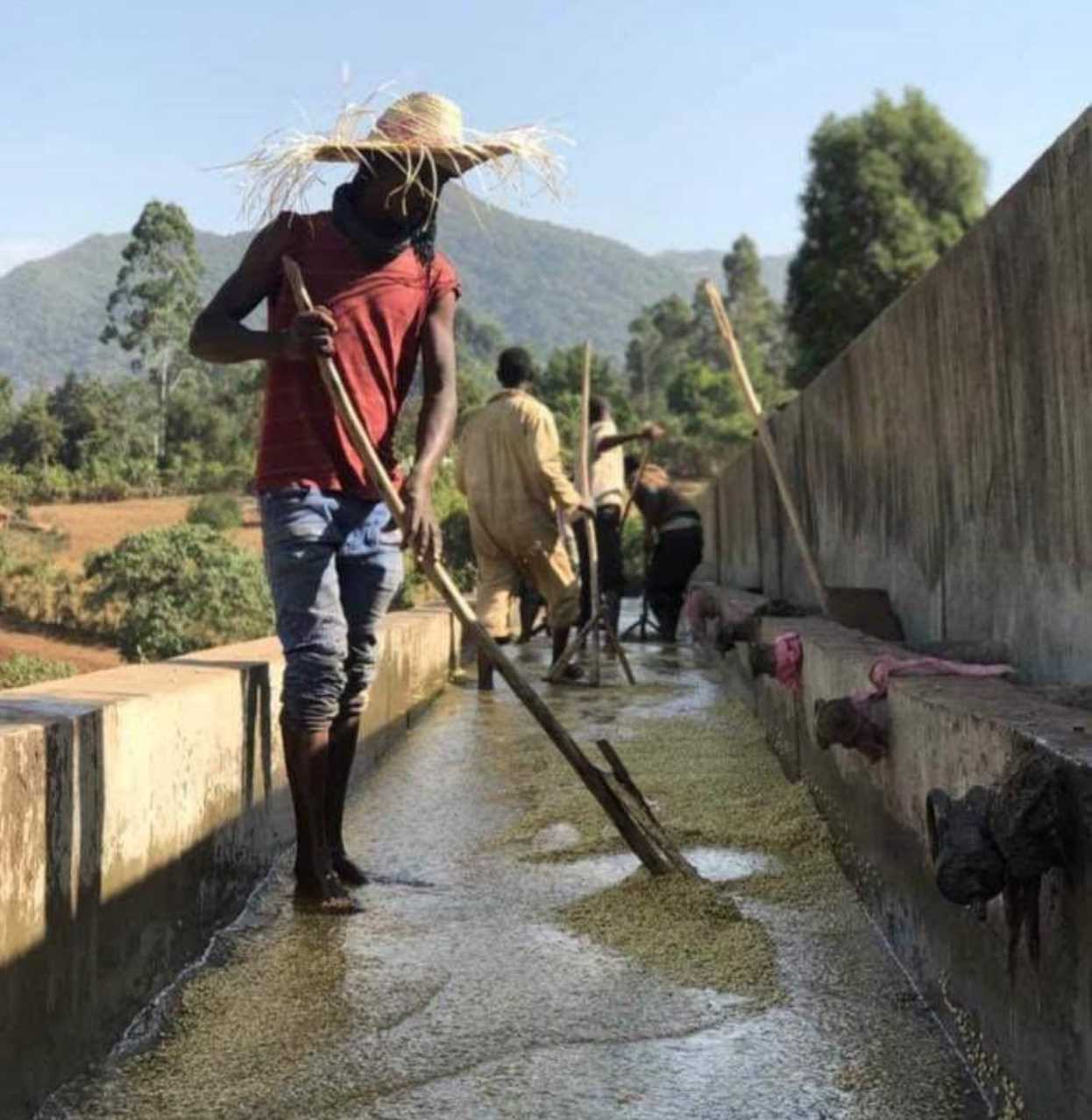 Ethiopia "Guji Shakiso Gigesa"