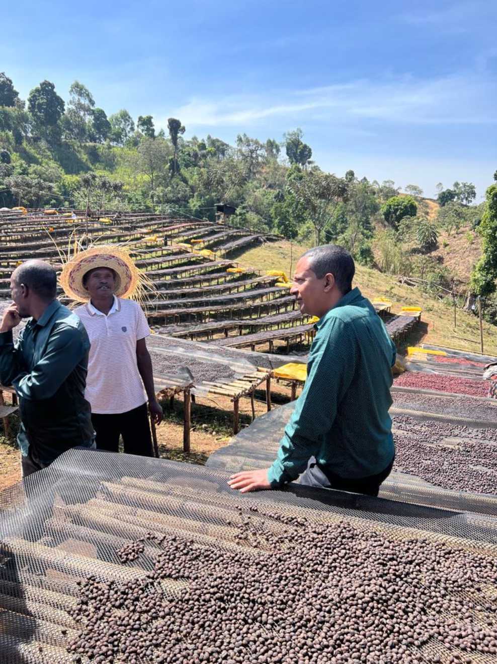Ethiopia "Sidamo" Anaerobic Natural