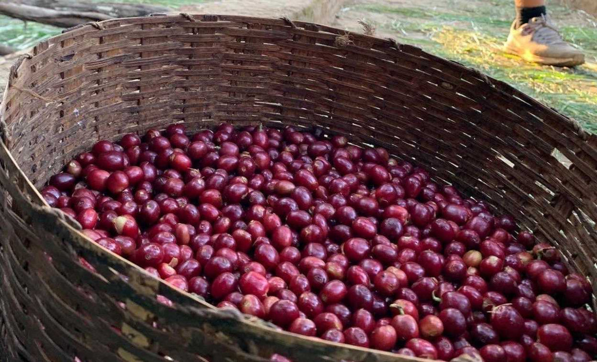 Ethiopia "Guji Shakiso Gigesa"