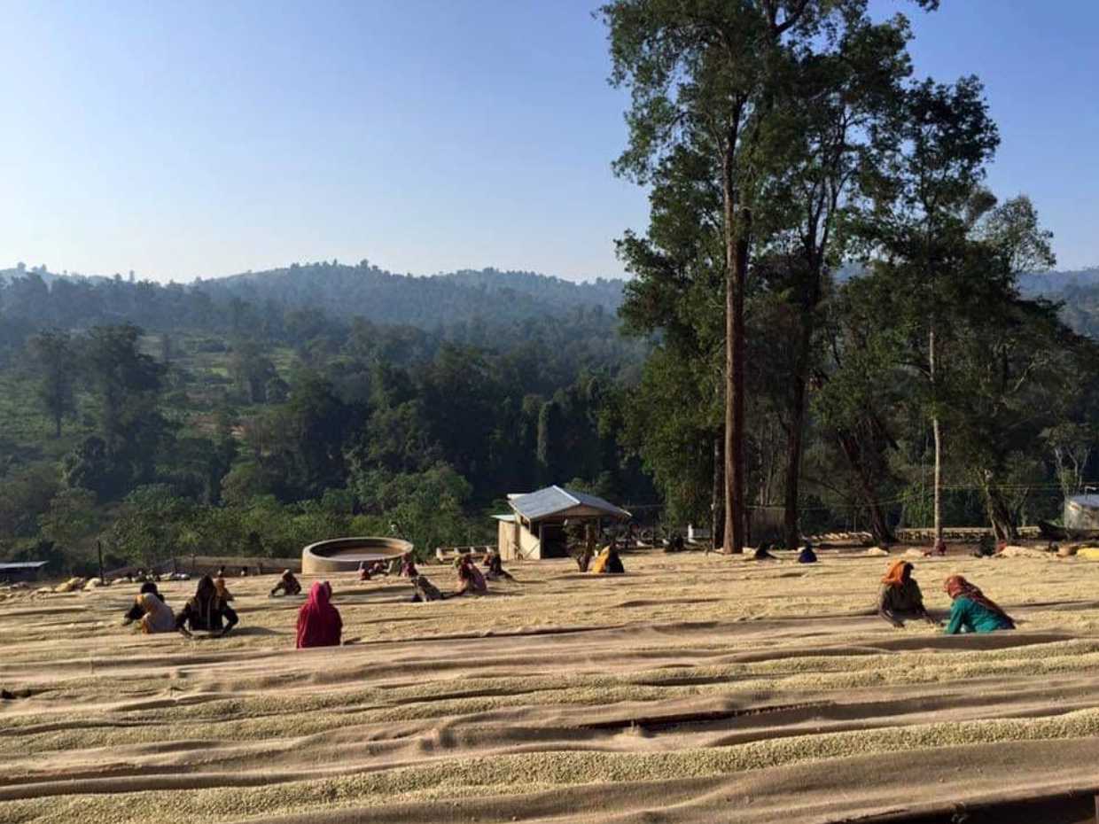 Ethiopia "Guji Shakiso Gigesa"