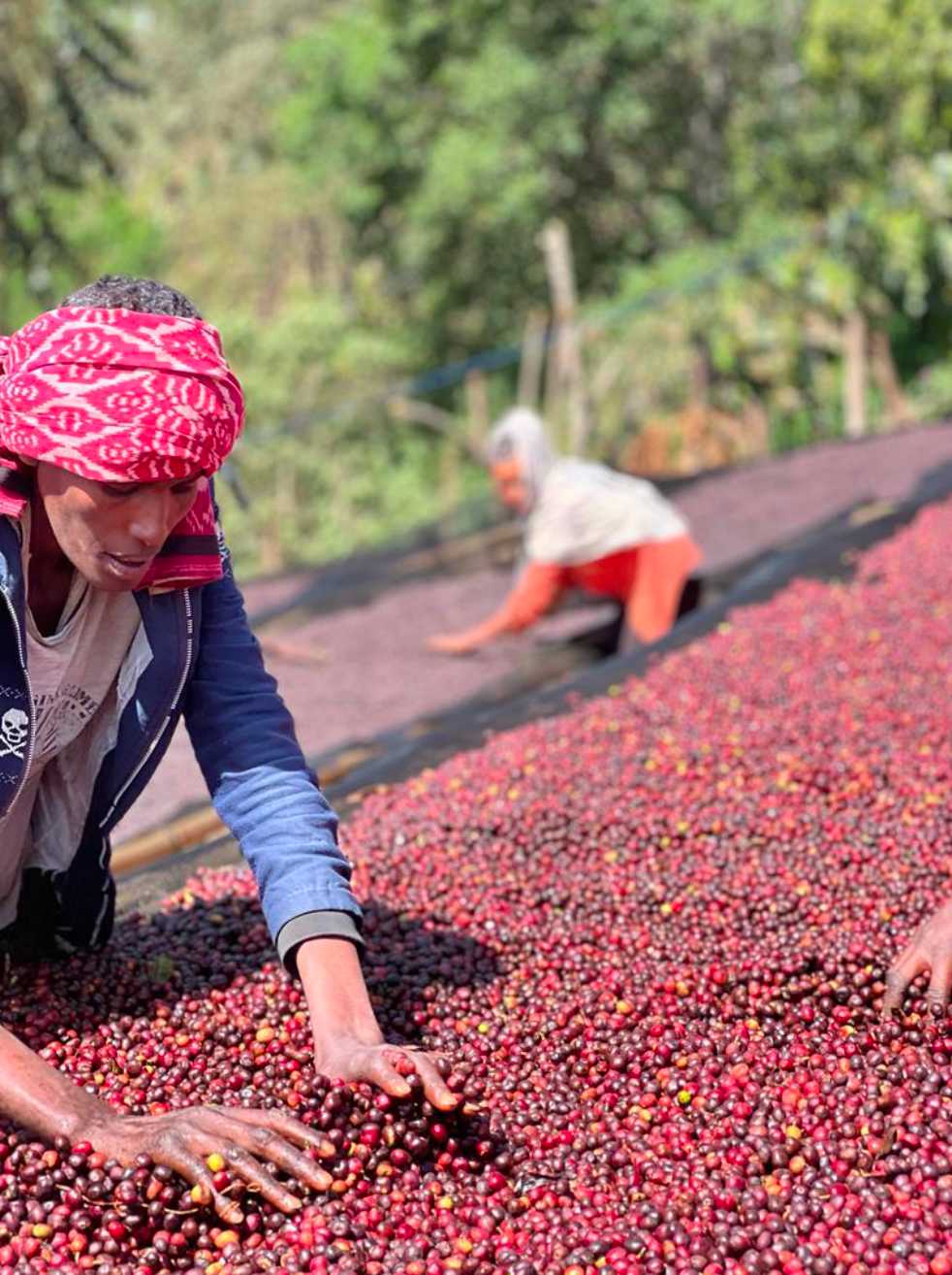 Ethiopia "Sidamo" Anaerobic Natural