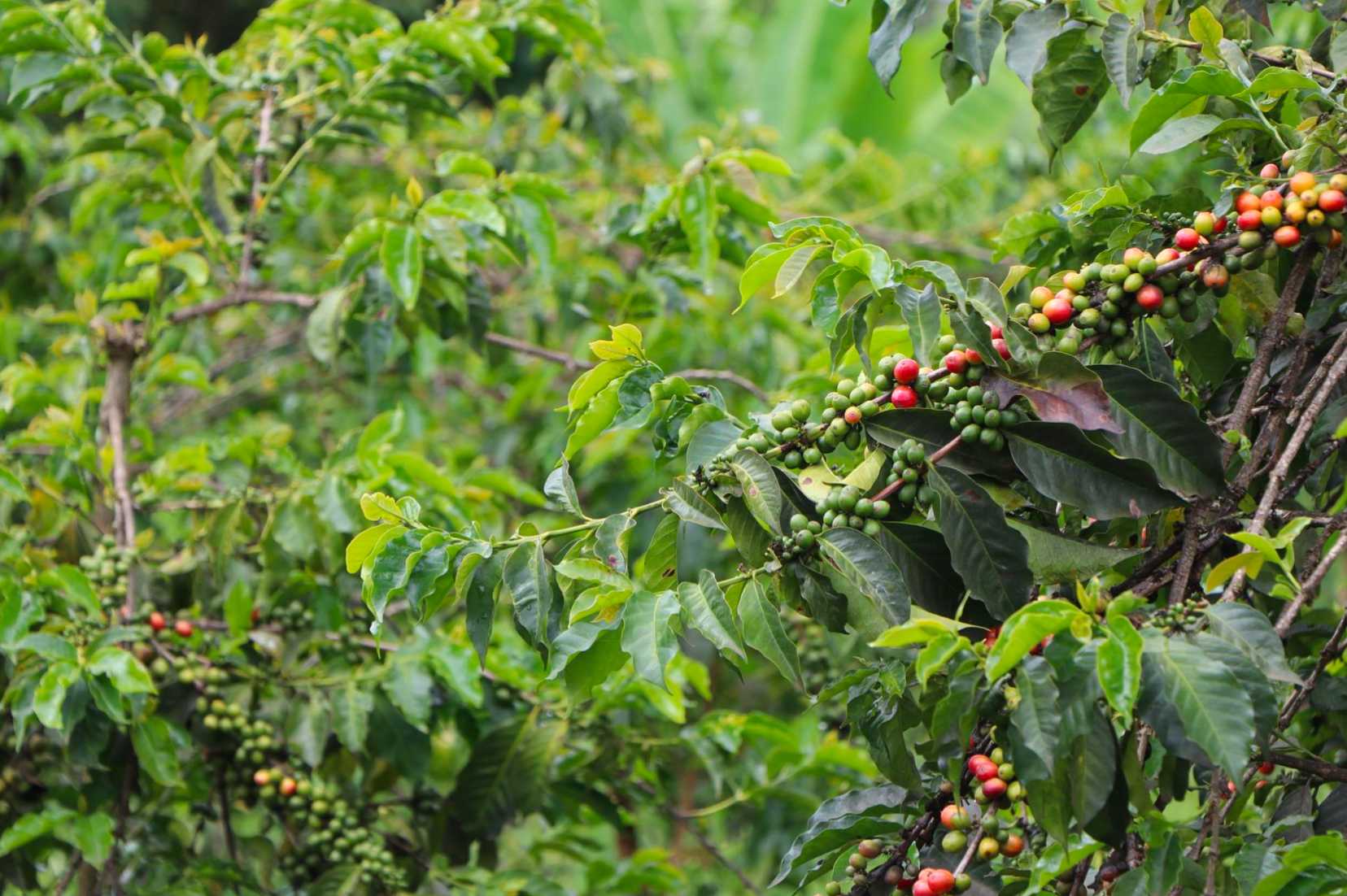 Kenya "Igegania" AB James Coffee Co.